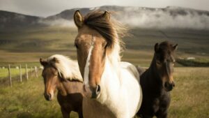 assurance pour animaux