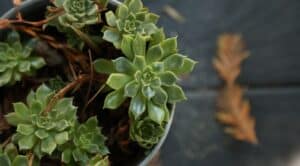 Assurance pour plantes rares