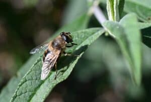 Assurance pour la disparition d'abeilles