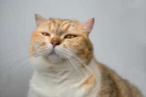Mauvaise haleine des chats : causes et solutions efficaces