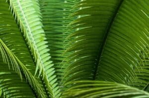 Cycas