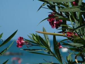 Oleander