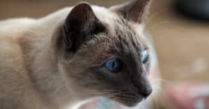 découvrez notre assurance pour chats, qui vous offre une protection complète pour la santé de votre félin. profitez de soins vétérinaires de qualité, d'une couverture pour accidents et maladies, et d'un soutien adapté à vos besoins. protégez votre compagnon à quatre pattes dès aujourd'hui !