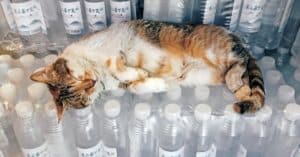 découvrez la meilleure assurance pour votre chat. protégez votre compagnon félin des imprévus médicaux avec des options adaptées à vos besoins et à ceux de votre animal.