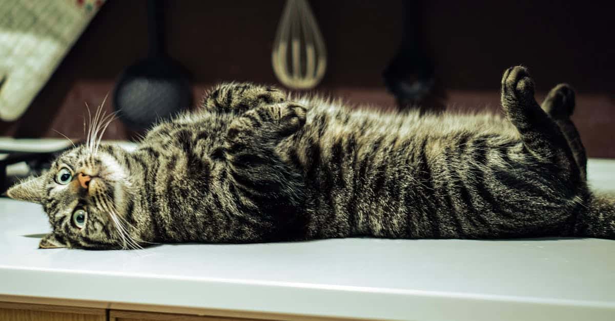 为您的宠物猫投保，保护它免受意外兽医费用，给予最佳护理。比较方案，找到合适的保险，从今天开始！