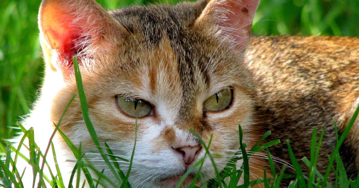 为您的宠物猫提供适合的保险方案，探索多样化保障，确保健康和福祉，同时享受便捷服务和响应迅速的客户支持。