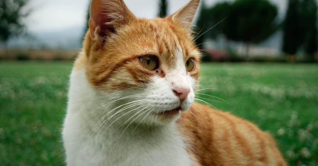 protégez votre compagnon à quatre pattes avec une assurance pour chats. découvrez nos options de couverture adaptées à tous les budgets, garantissant la santé et le bien-être de votre félin adoré. obtenez un devis gratuit aujourd'hui!