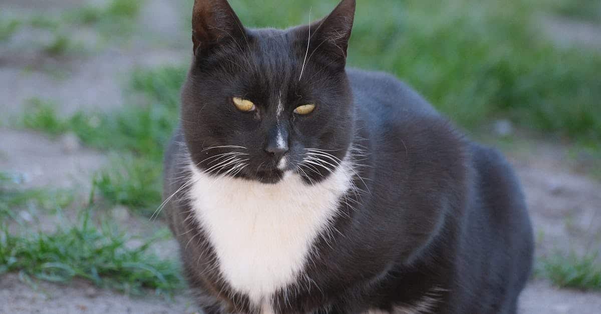 了解我们的猫咪保险，为您的爱猫提供全面健康保障。从兽医护理到手术，确保您的猫在我们合适的保障下得到良好的照料。立即为您的宠物提供保护！