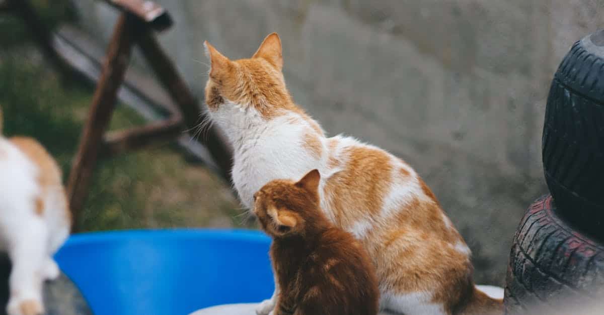 选择我们的猫咪保险，为您的爱宠提供所需保障。全面覆盖兽医治疗、事故和疾病，让您的猫咪得到应得的健康保障。立即获取快速个性化报价！