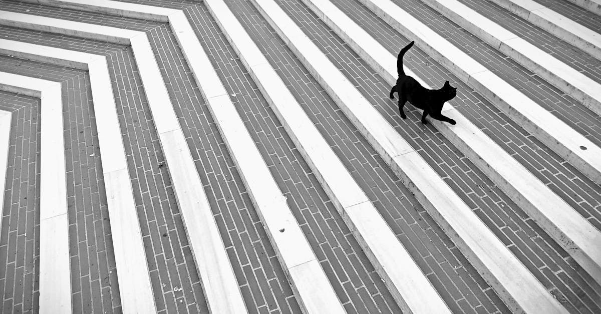 découvrez l'assurance pour chats, une solution idéale pour protéger la santé de votre compagnon félin. bénéficiez d'une couverture adaptée aux soins vétérinaires, aux accidents, et aux maladies pour garantir le bien-être de votre chat tout en maîtrisant vos dépenses.