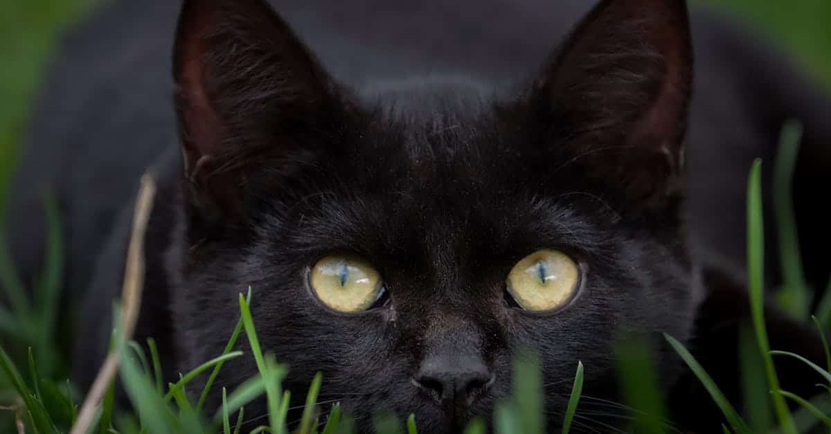 Protect your feline companion with tailored cat insurance. Discover comprehensive solutions to cover veterinary expenses, accidents, and illnesses, ensuring better comfort for your cat while providing you with peace of mind.