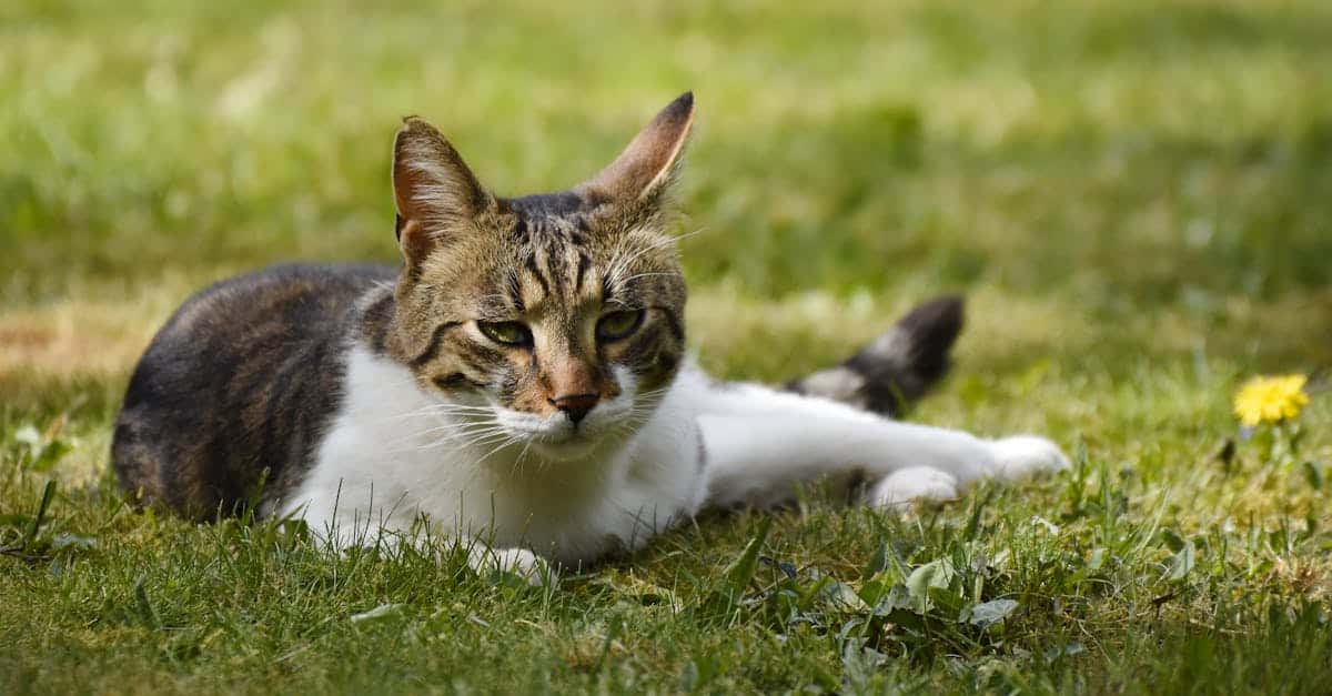 Protect your feline companion with our cat insurance. Discover coverage options tailored to their needs, veterinary care covered, and 24/7 assistance to ensure their well-being and your peace of mind.