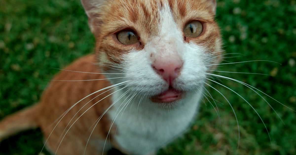 Discover our cat insurance, designed to protect your feline companion from unforeseen events. Offer the best health coverage, for worry-free veterinary visits and a secure future.