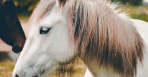 découvrez notre assurance pour chevaux, conçue pour protéger votre équidé des imprévus. bénéficiez d'une couverture complète et adaptée à vos besoins, garantissant soins vétérinaires, accidents et bien plus. protégez votre compagnon à quatre pattes dès aujourd'hui.