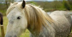 protégez votre équidé avec notre assurance cheval complète. bénéficiez d'une couverture sur mesure pour les soins vétérinaires, les accidents et les maladies. assurez l'avenir de votre compagnon à quatre pattes dès aujourd'hui!