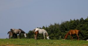 découvrez notre assurance pour chevaux, conçue pour protéger votre compagnon équin. bénéficiez d'une couverture adaptée aux besoins des propriétaires de chevaux, incluant la santé, les accidents et la responsabilité civile. protégez votre investissement et assurez le bien-être de votre cheval avec une assurance fiable et complète.