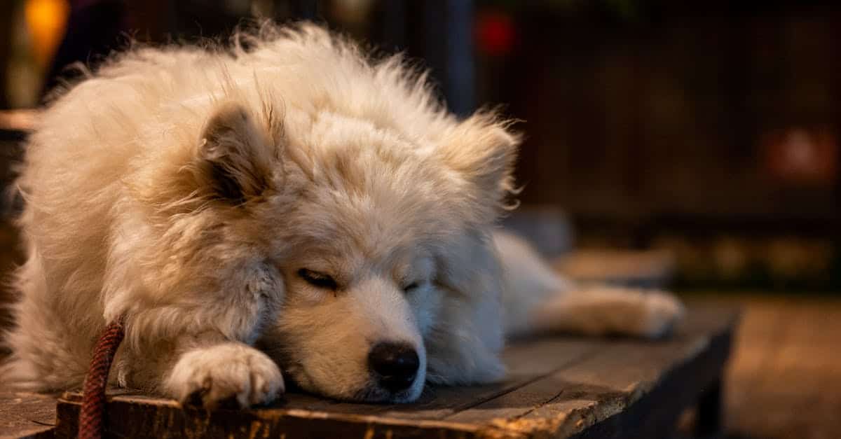 assurez la santé et le bien-être de votre compagnon à quatre pattes avec notre assurance animaux. profitez d'une couverture complète pour les frais vétérinaires et offrez à votre animal le meilleur soin possible.
