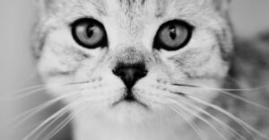 découvrez l'importance de l'assurance pour animaux de compagnie. protégez votre fidèle compagnon contre les imprévus de santé et bénéficiez d'une tranquillité d'esprit. explorez nos conseils pour choisir la meilleure couverture adaptée à votre animal.