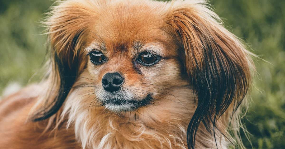 découvrez comment l'assurance pour animaux de compagnie peut protéger votre fidèle compagnon des frais vétérinaires imprévus. comparez les meilleures offres et trouvez la couverture idéale pour votre chien ou votre chat, afin de garantir leur santé et leur bien-être.