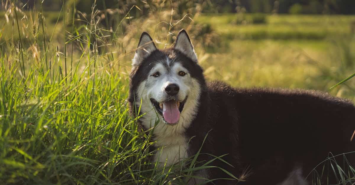 protégez votre compagnon à quatre pattes avec notre assurance animaux. offrez-lui les meilleurs soins vétérinaires et des services adaptés à ses besoins, tout en bénéficiant d'une couverture complète. découvrez nos options d'assurance pour animaux et assurez-lui une vie sereine.