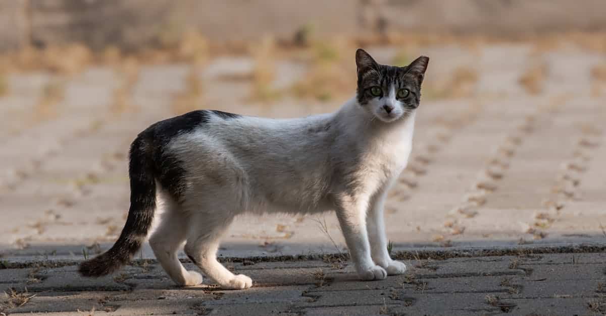 发现猫咪保险：保护您的猫咪免受意外兽医费用，提供最佳健康保障。探索适合各种预算的方案，为您的宠物提供安心保障。