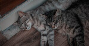 protégez votre félin avec notre assurance animaux dédiée aux chats. bénéficiez d'une couverture complète pour les visites chez le vétérinaire, les soins médicaux et les accidents. offrez à votre compagnon la sécurité qu'il mérite tout en préservant votre budget.