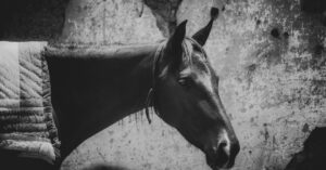 découvrez l'assurance pour chevaux, une protection essentielle pour garantir la santé et le bien-être de votre compagnon équin. protégez votre investissement et bénéficiez d'une couverture personnalisée adaptée à vos besoins.