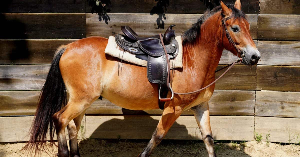 scopri la nostra assicurazione completa per cavalli che protegge il tuo compagno equino in caso di malattie, incidenti o perdite. Approfitta di una copertura adatta alle tue esigenze e garantisci la sicurezza del tuo cavallo garantendo la tua tranquillità.