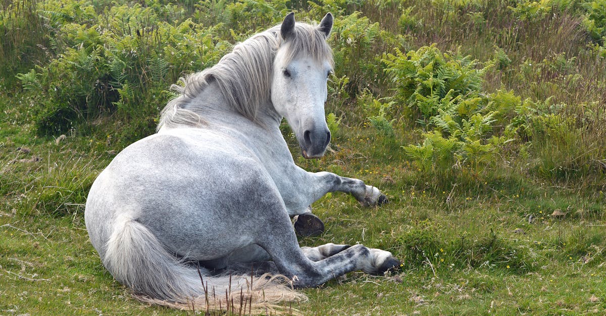 scopri la nostra assicurazione per cavalli, pensata per proteggere il tuo equide dagli imprevisti e dai costi veterinarî. Approfitta di una copertura adeguata alle tue esigenze e a quelle del tuo compagno a quattro zampe. Godi della tranquillità grazie alla nostra esperienza in assicurazioni equine.
