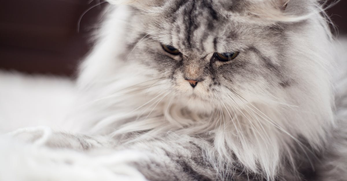 protégez votre chat persan avec une assurance dédiée qui couvre ses besoins de santé spécifiques. découvrez nos options d'assurance pour chats persans pour garantir des soins vétérinaires de qualité tout en préservant votre budget.