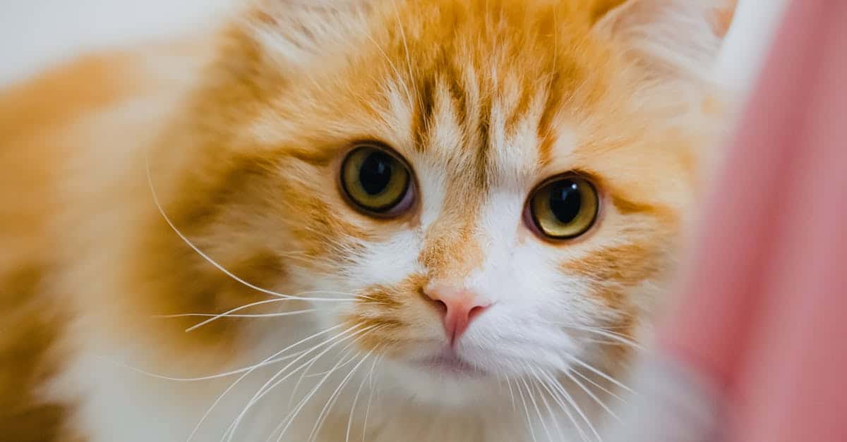 découvrez les meilleures options d'assurance pour les chats persans. protégez votre compagnon à fourrure des imprévus médicaux et offrez-lui les soins dont il a besoin, tout en bénéficiant de plans adaptés à votre budget.