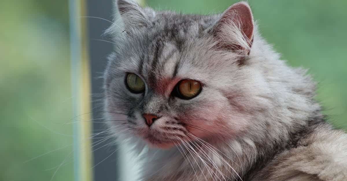 découvrez l'assurance pour chats persans, spécialement conçue pour protéger la santé et le bien-être de votre compagnon. assurez-vous que votre félin bien-aimé bénéficie des meilleurs soins sans vous soucier des frais vétérinaires imprévus.