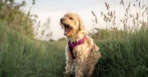 assurez votre compagnon à quatre pattes avec notre assurance pour animaux. bénéficiez d'une couverture complète pour les frais vétérinaires, afin de garantir la santé et le bien-être de votre chien ou chat. protégez votre animal avec une police d'assurance adaptée à vos besoins.