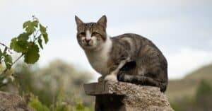 protégez votre compagnon à quatre pattes avec une assurance pour animaux de compagnie adaptée à vos besoins. découvrez les meilleures options d'assurance santé pour animaux, garantissant des soins vétérinaires de qualité et une tranquillité d'esprit.