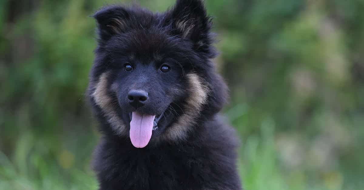 pet insurance: protect dogs and cats against accidents and illnesses. Veterinary reimbursements, flexible plans, online quotes.