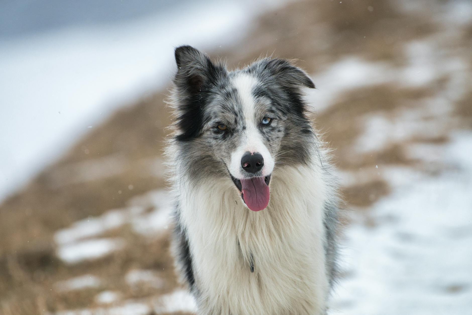 Assurance Chien Crédit Mutuel : couverture, tarifs et vraies exclusions 2026